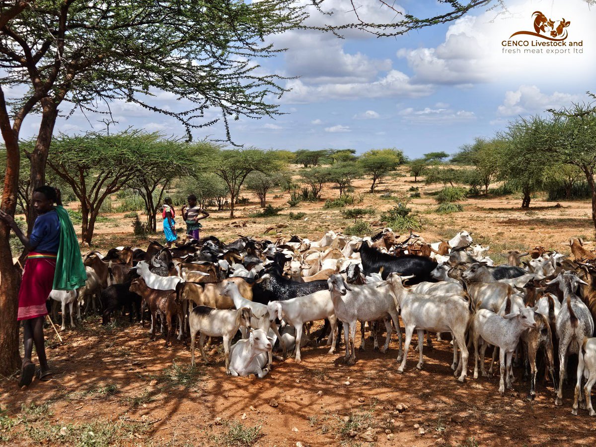 GENCO Livestock and Fresh Meat Export Ltd tweet media