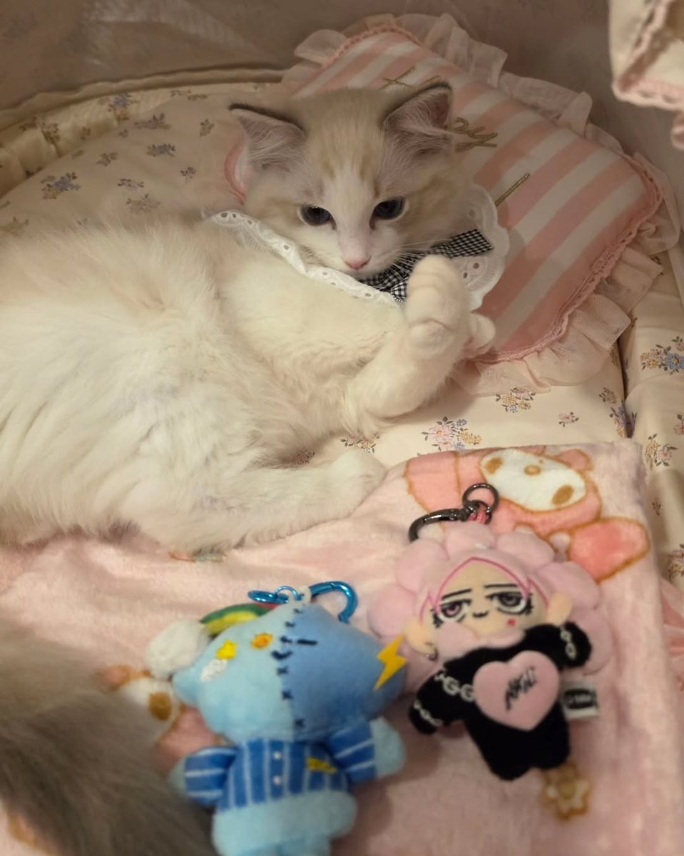 hirungkit_'s tweet photo. Kenalan sm meong akuuu https://t.co/DbOfTXVHgw