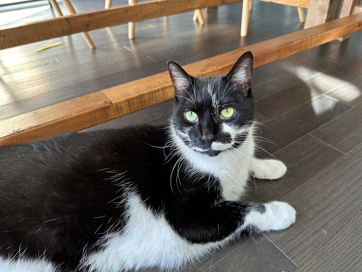 Guelph Lost Pets tweet media