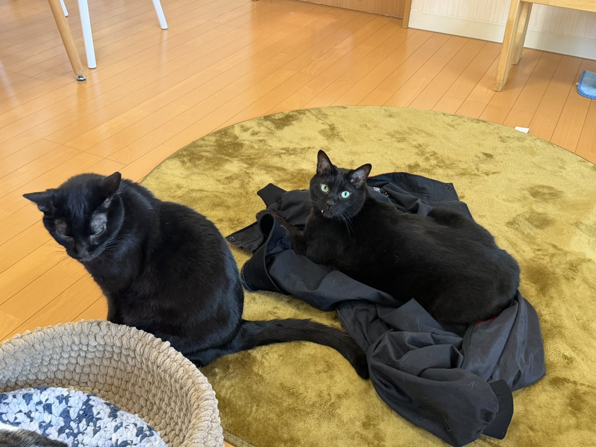 猫カフェ福ねこ@福井 tweet media