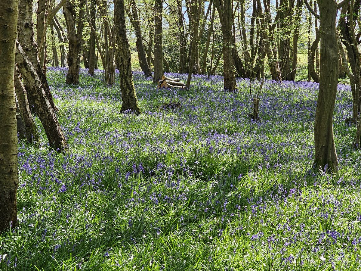 Doreenvhh's tweet photo. So funny how the picture never quite captures the scene with Bluebells. In person it's very different. https://t.co/iRNzLpmyVF