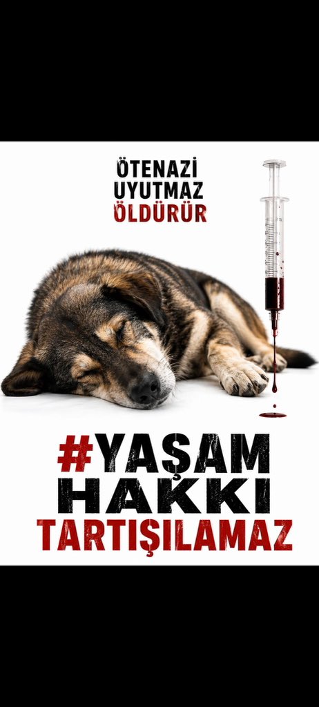 Binnur Semiz tweet media