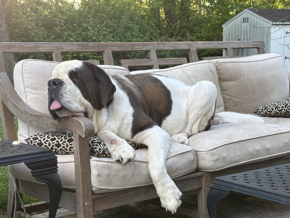 Crobb88's tweet photo. A solid weekend, but they go so fast!!! #StBernards https://t.co/rGEz6XPZnO