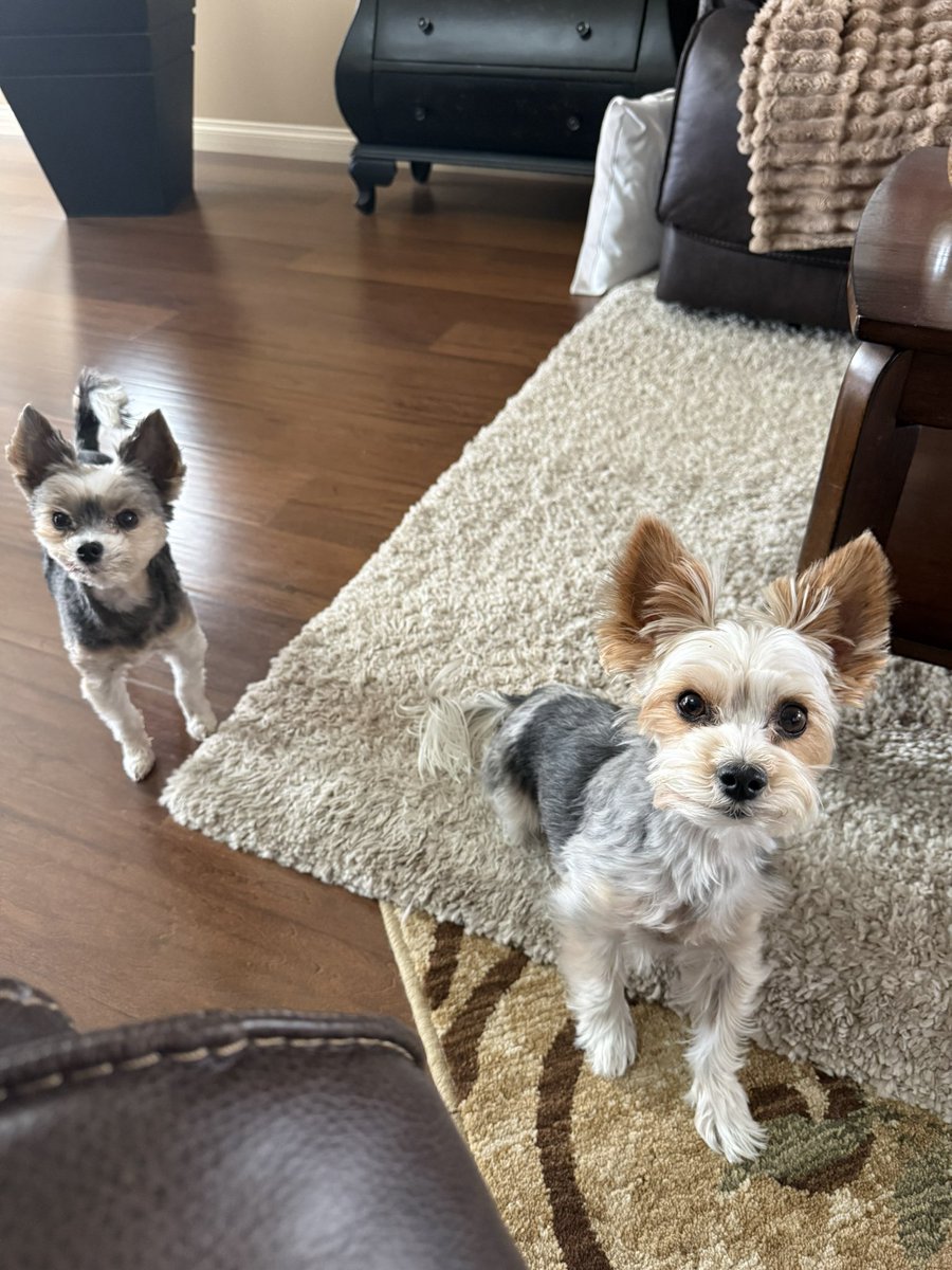 CoryJoy's tweet image. Happy Monday from Gio &amp;amp; cousin Harley 🐾✨
Tiny paws, big love, and just enough mischief to start your week with a smile! 💛 #mondayvibes