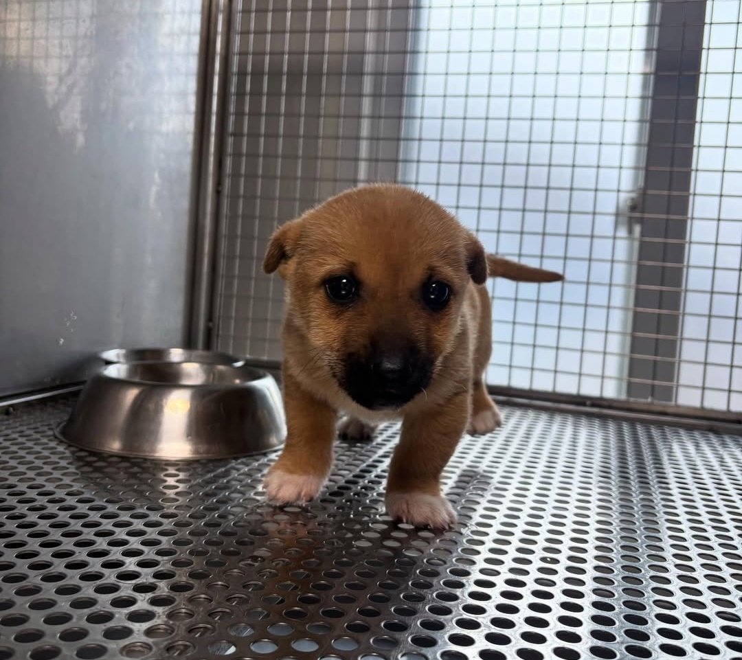 신하🐶영이 tweet media