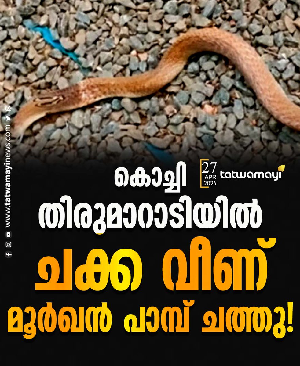 TatwamayiNews's tweet image. കൊച്ചിയിൽ ചക്ക വീണ് മൂർഖൻ പാമ്പ് ചത്തു!

#kochi #cobra