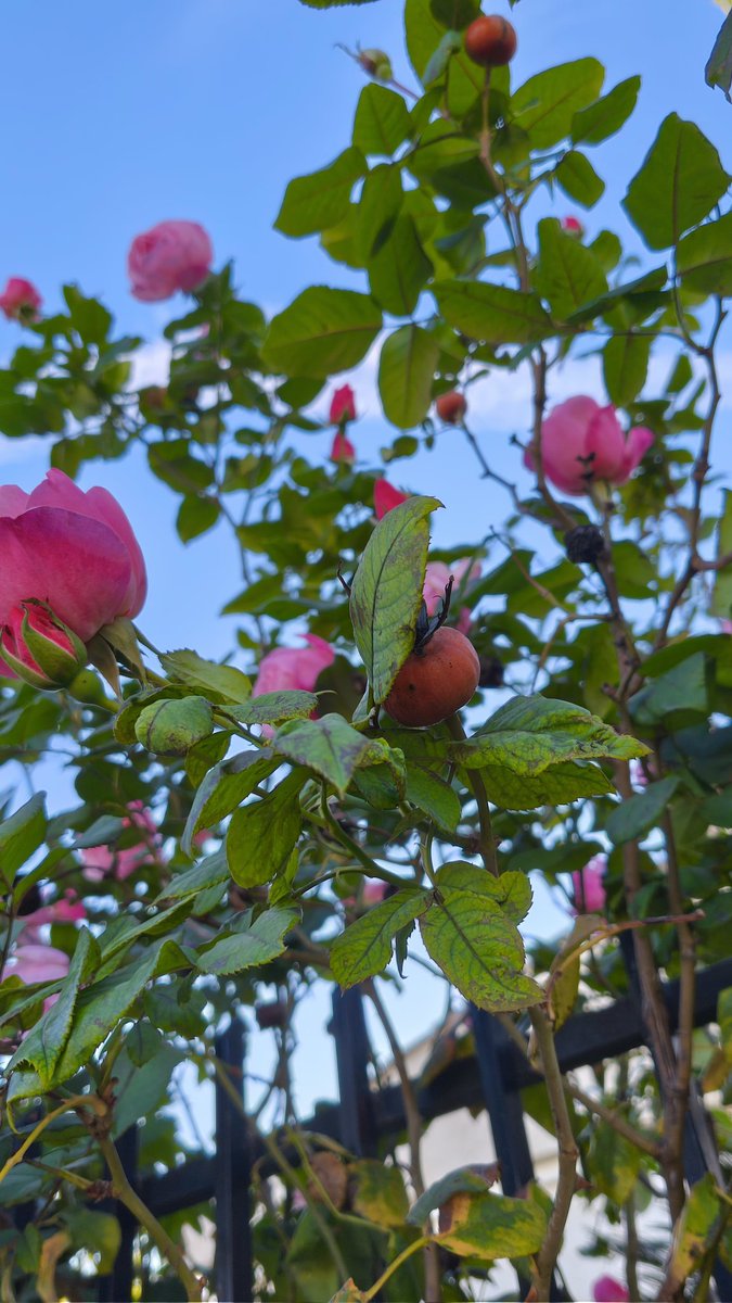 laesinh's tweet photo. De ayer 🌷
#flores #primavera #abril https://t.co/NRc0RGNQCT
