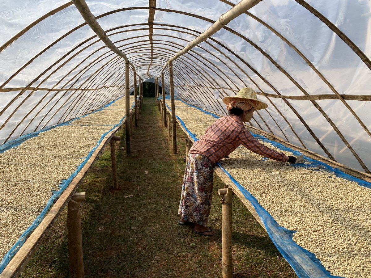 UNODC_AD's tweet photo. ☕️Coffee is a driver of positive change. 
Through #UNODC’s #AlternativeDevelopment Programme in Myanmar, +1000 farmers are building sustainable livelihoods. Strengthened coffee value chains are generating stable incomes with a harvest of over 1500 tons of red cherries this season https://t.co/D9HnHb8XrE
