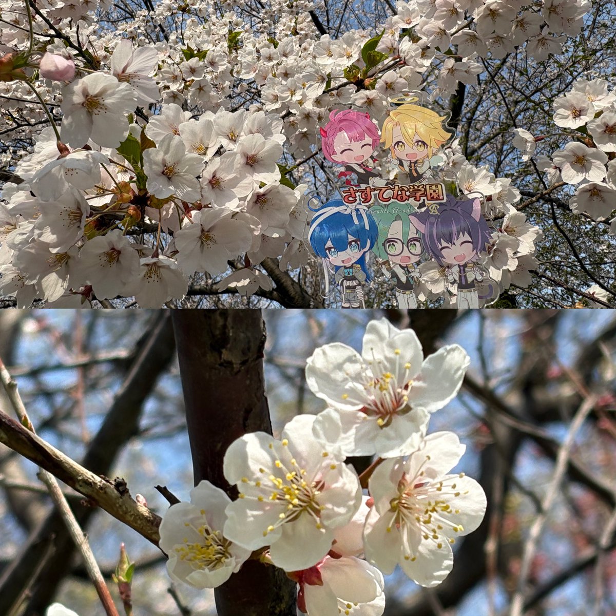 happy_7717's tweet photo. @Sustainable_Pop 
札幌では梅と桜が満開になりました🌸

お祝いの言葉が少し遅くなってしまいましたが、レイジさんお誕生日おめでとうございます🎂💐
素敵な1年になりますように✨️

そしてミミクリのみなさま、素敵なGWをお過ごしくださいね(* ᴗ͈ˬᴗ͈)” https://t.co/B34Jm9IdUv