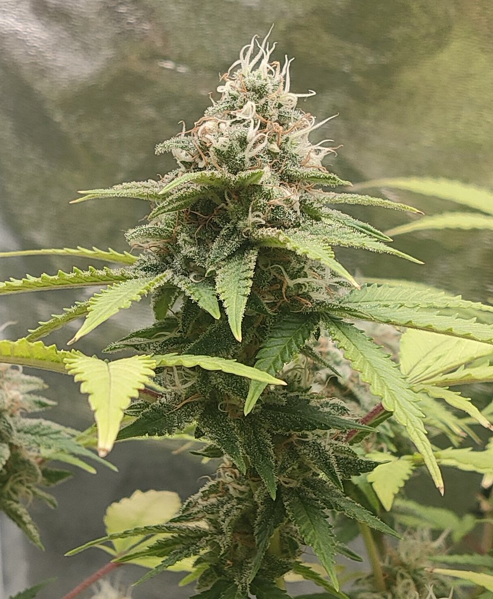 anpnman9's tweet image. Soon
#WeedInJapan #Cannabis #Ganja #Chill #Smoke #ウィード