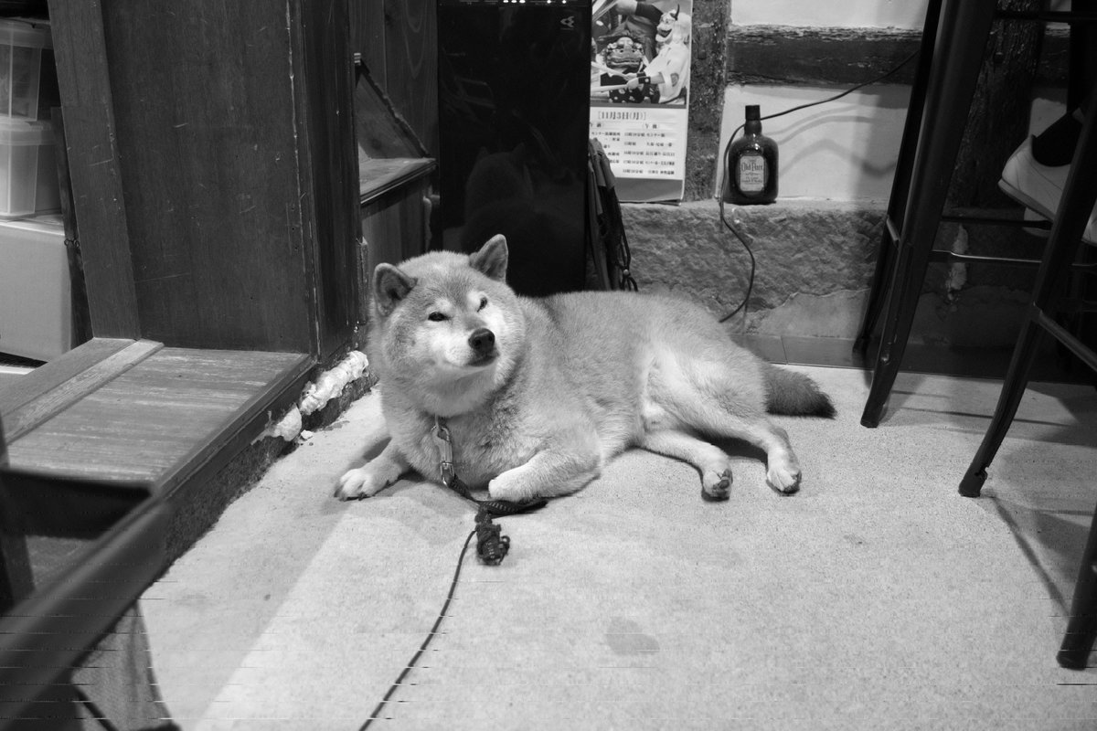 monochromochi's tweet image. 尾道パート3
尾道で出会った動物達。

#pentax #monochrome
#pentaxk3mkiiimono #尾道 
#尾道ブルワリー