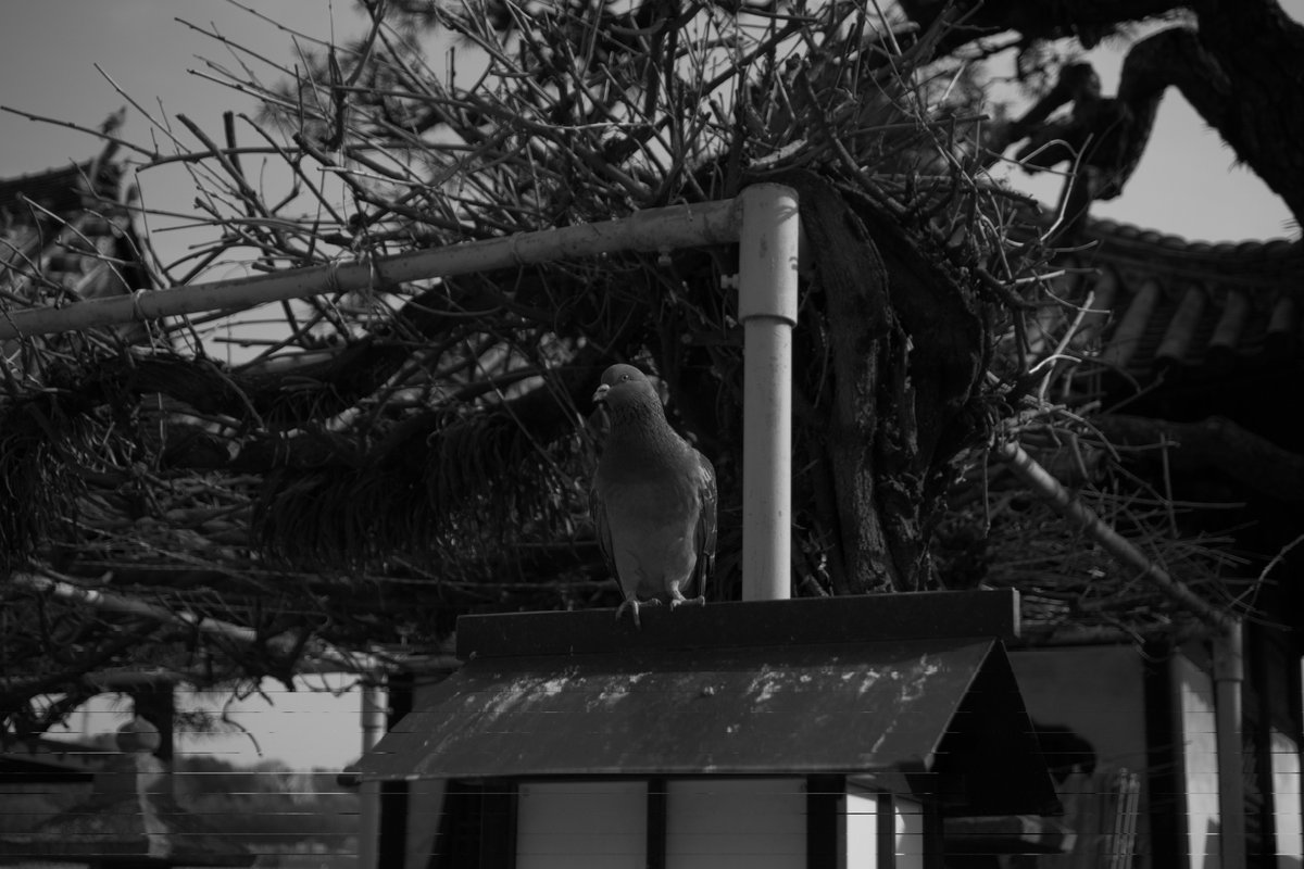 monochromochi's tweet image. 尾道パート3
尾道で出会った動物達。

#pentax #monochrome
#pentaxk3mkiiimono #尾道 
#尾道ブルワリー