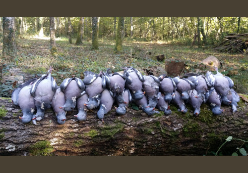La possible interdiction d’une tradition vieille de 600 ans met les chasseurs en colère
Dans le Sud-Ouest, un vent de fronde se lève dans les assemblées générales des chasseurs : la survie de la chasse à la palombe au filet  est menacée par les instances européennes.
ENFIN !....