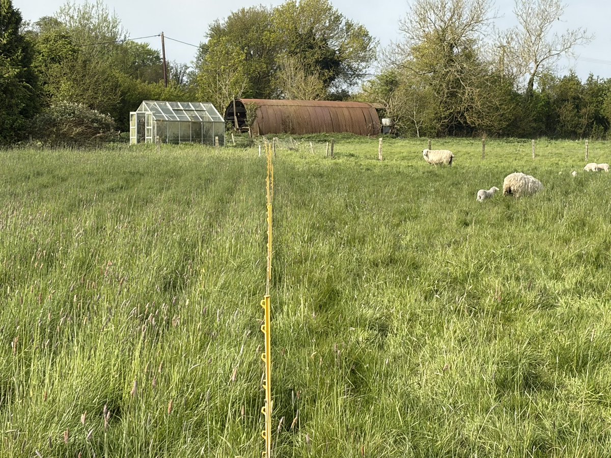 NoningtonFarms's tweet image. #MobGrazing ewes &amp;amp; lambs getting stuck into this paddock. Moving every 3 days &amp;amp; will be back in 100days for another bite #BuyLocal #GrassFed