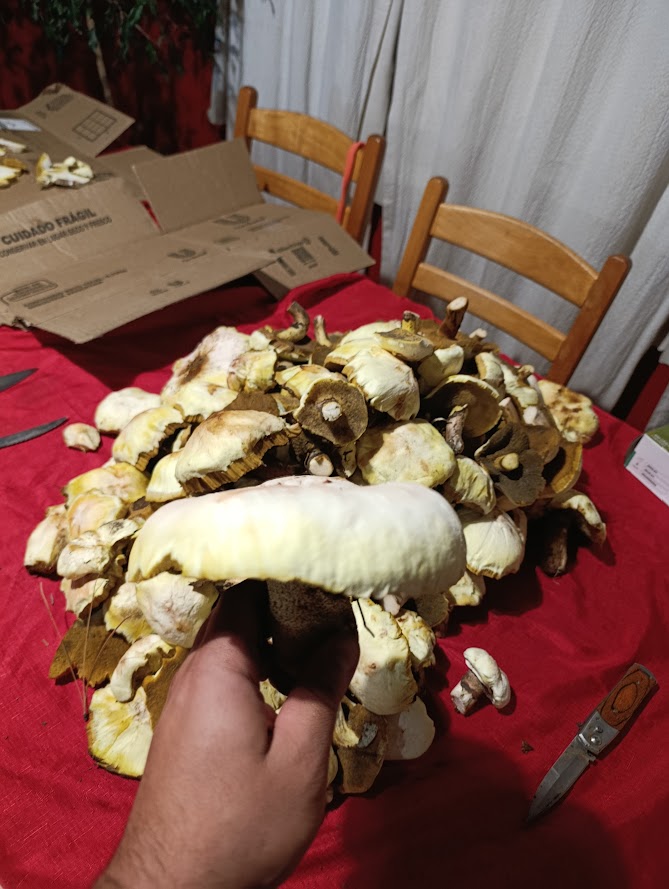 EzequielCanter's tweet image. Domingo de hongitos de pino #fungi #hongos