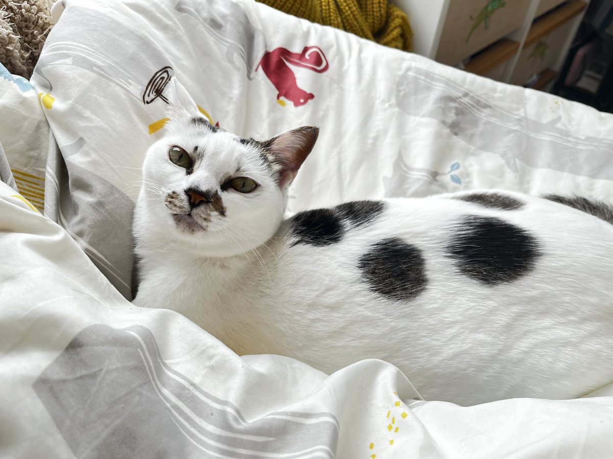 mg_na_fe's tweet photo. ３歳、家賃0円、ヒトのお布団の上暮らし、無職
#保護猫 https://t.co/9Doc032sQG
