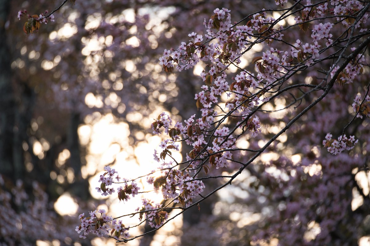 平日休みに慣れすぎて土日祝の人の多さに負けてしまう私は観光地など人の多いとこは避けている

しかし時期的にどうしても行かねばならないときがある
桜などまさにそうだ

このときは夜中に出て日の出に着き人や車が増える前に撮って即撤退したもんだ

今年はまだ桜見てないです

#でん同士写真部