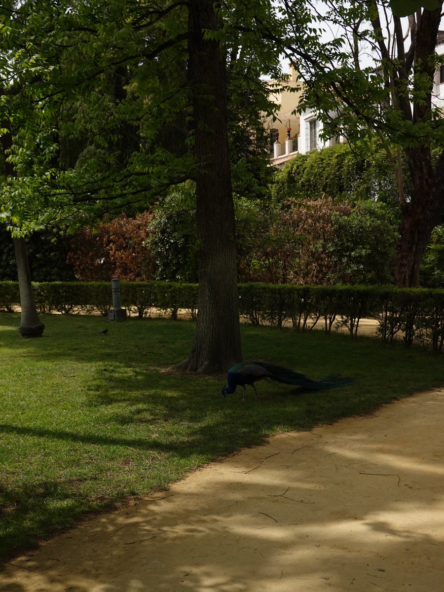 Sıla Türkoğlu Brasil tweet media