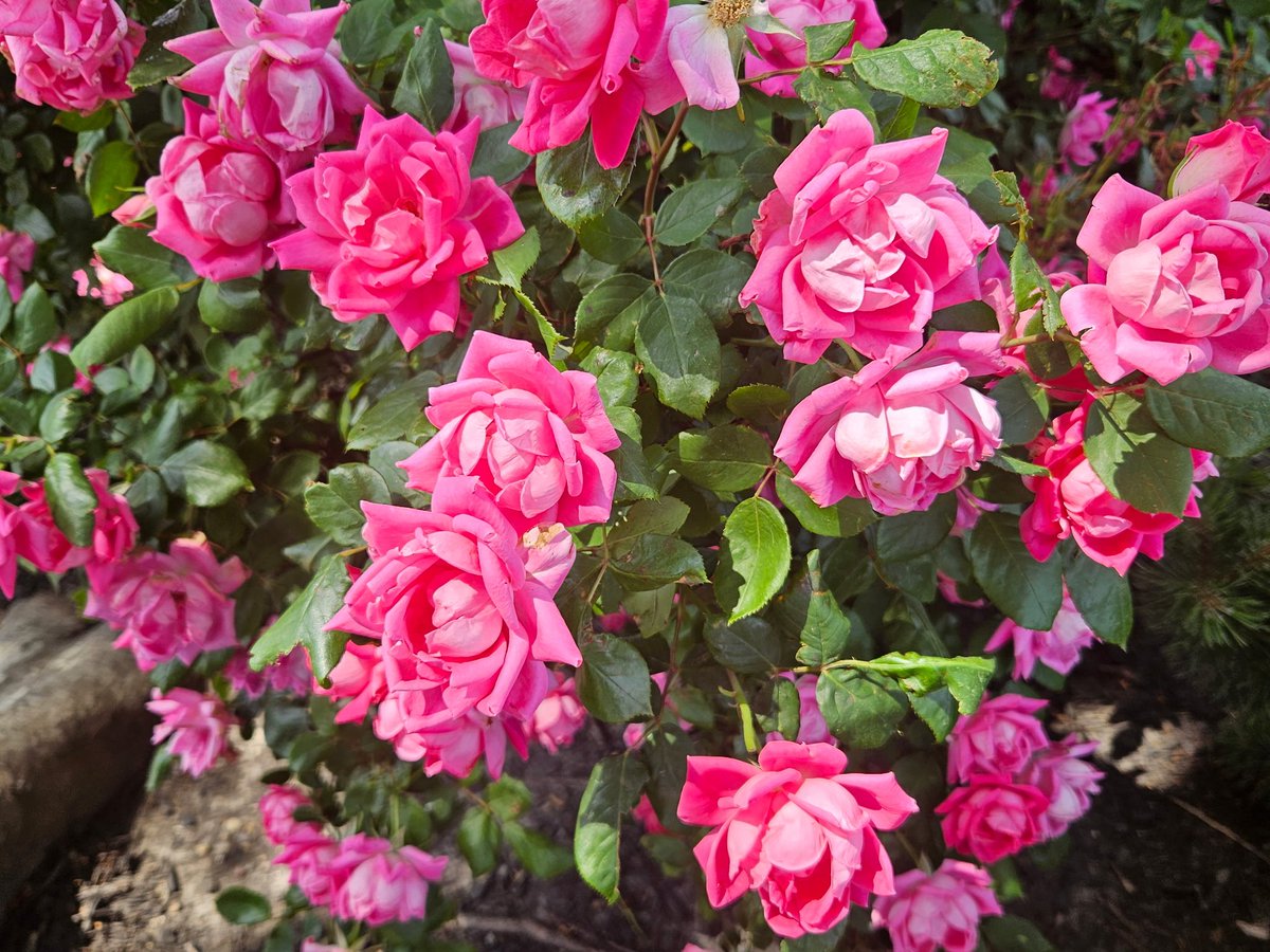 Savannah_01228's tweet image. #pink