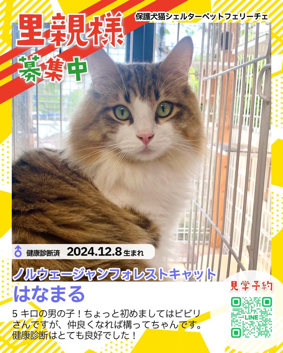 里親様募集中🐶】 はなまる #ノルウェージャンフォレストキャット
