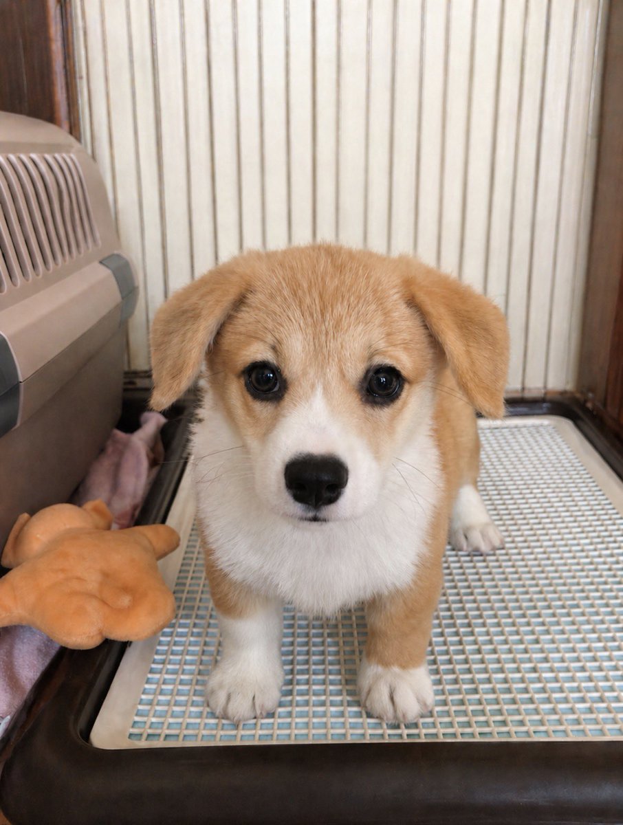 コーギーのあいちゃん。たまに猫。 tweet media