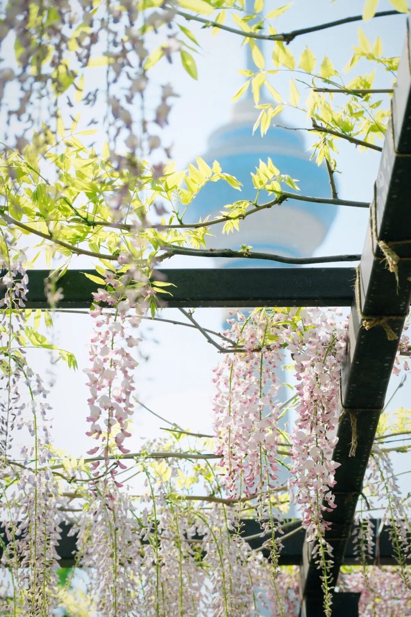 BeijingEvening's tweet image. 海淀这里的紫藤花瀑绝美盛放
Clusters of wisteria #flowers hang like a purple waterfall, gently swaying in the breeze at Yuyuantan Park in Beijing's Haidian District. #beijing
