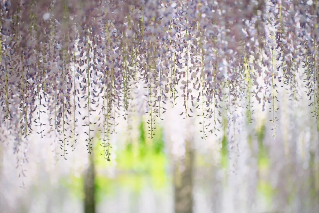 BeijingEvening's tweet image. 海淀这里的紫藤花瀑绝美盛放
Clusters of wisteria #flowers hang like a purple waterfall, gently swaying in the breeze at Yuyuantan Park in Beijing's Haidian District. #beijing