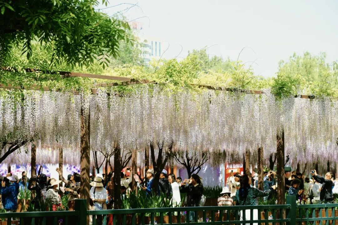 BeijingEvening's tweet image. 海淀这里的紫藤花瀑绝美盛放
Clusters of wisteria #flowers hang like a purple waterfall, gently swaying in the breeze at Yuyuantan Park in Beijing's Haidian District. #beijing