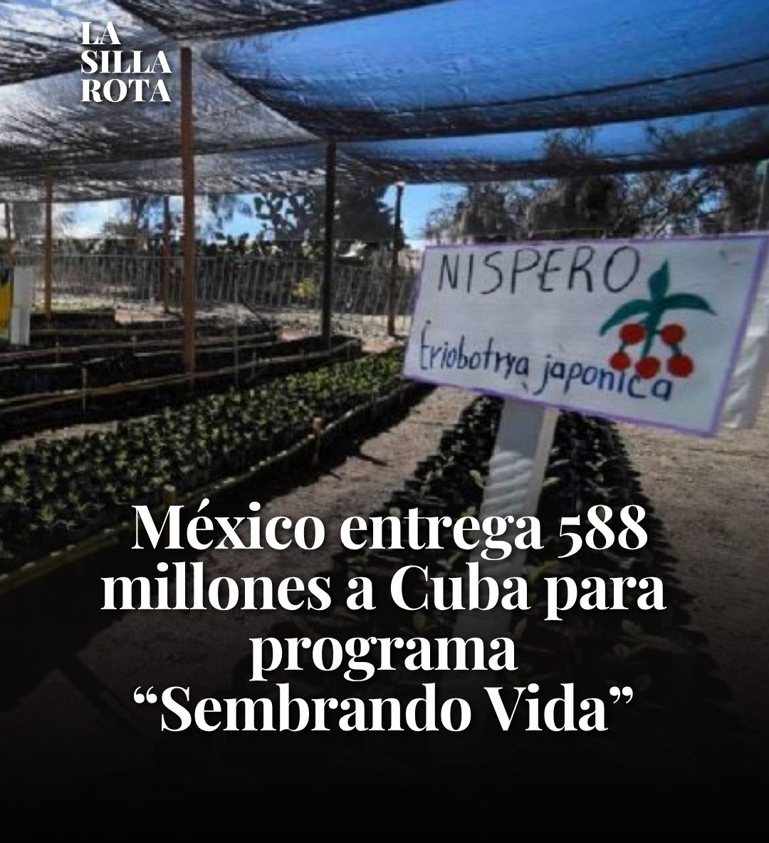 Bisou 🪷🪴🪻 tweet media