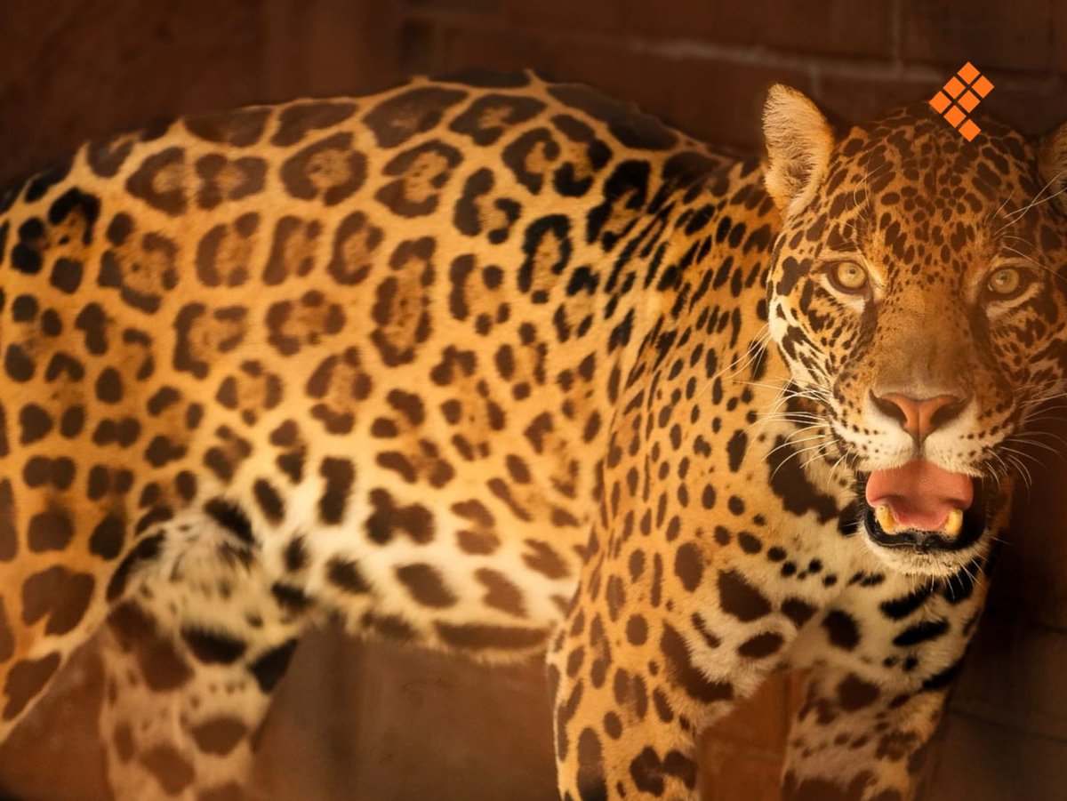 Quadratin_'s tweet image. #MedioAmbiente | Imponen con mandíbula de potencia y pelaje que se extiende a kilómetros. 🌿

Los felinos dominan el reino animal y en el Zoológico de Morelia resguarda especies como tigre de Bengala y jaguar. 🐅 👇

📸: Venezia Pineda García/Quadratín Michoacán