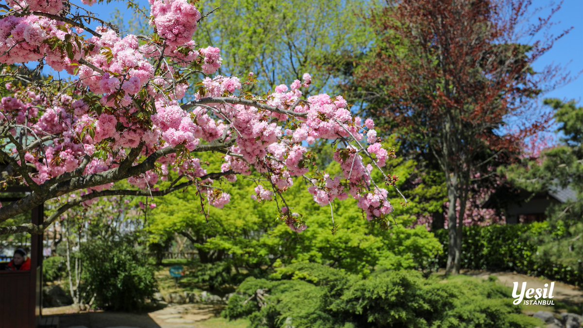 Yeşil İstanbul 🌿 tweet media