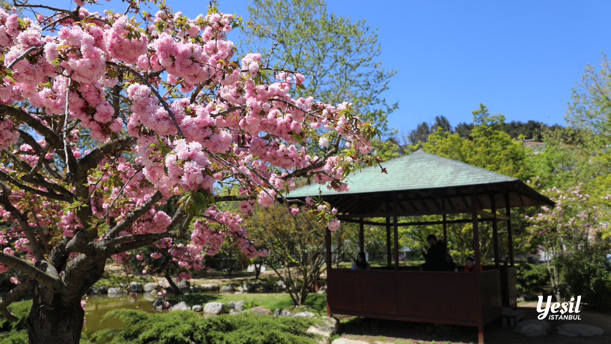 Yeşil İstanbul 🌿 tweet media