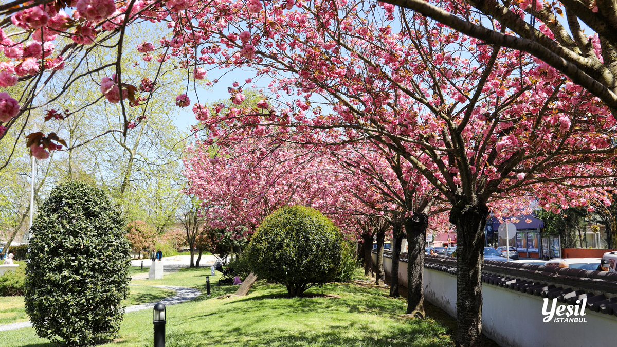 Yeşil İstanbul 🌿 tweet media