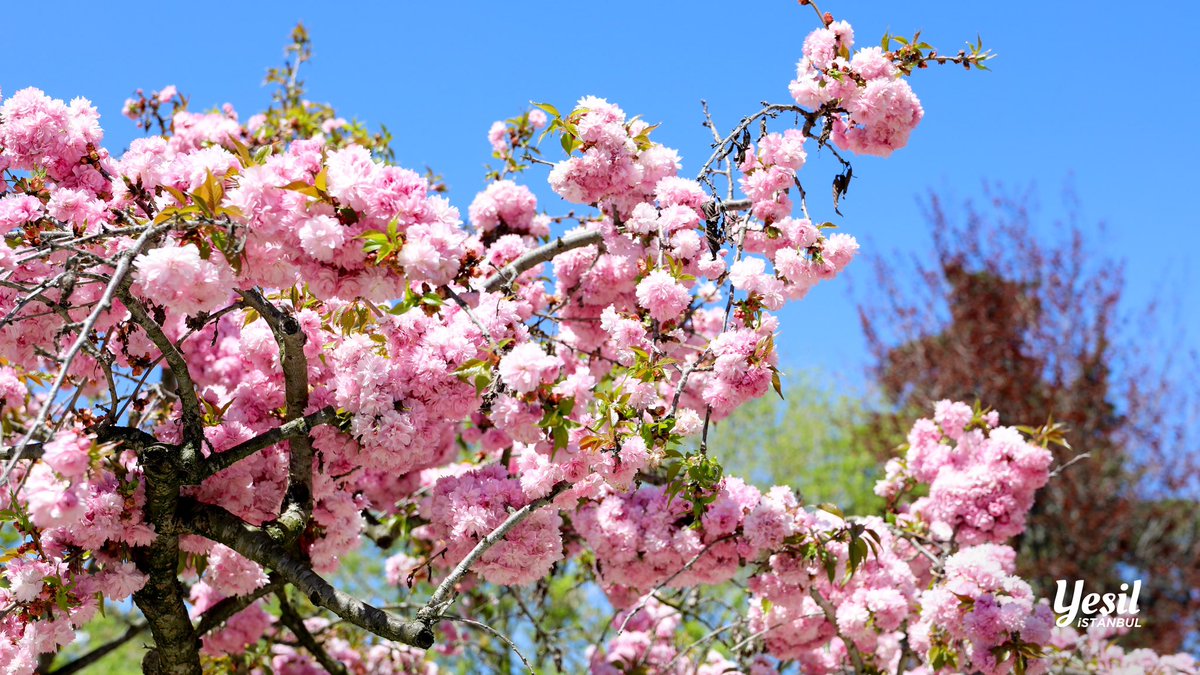 Yeşil İstanbul 🌿 tweet media