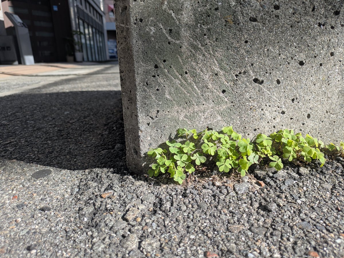 ぽん酢 tweet media