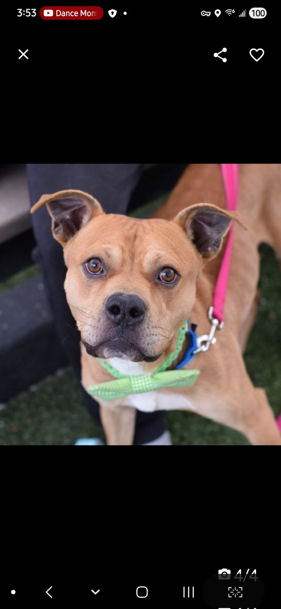 MyBoxerLuvMac1's tweet image. 💔Tommy💔
#NYCACC #248211 2y
▪️ReListed TBK: 4/28💉 
#RescueOnly

Precious sweetie's💔, found underweight, in a backyard.
Young, energetic pup's ready 4 his next chapter.
Carries a stuffie 4 comfort.
Easily leashed, loose wiggly body.
Here 2 long, pacing, highly stressed in tiny