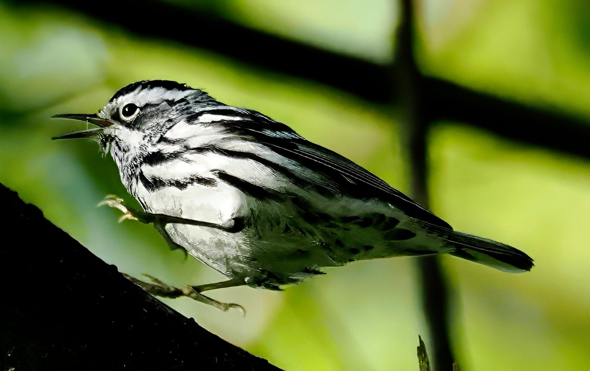 Above96th's tweet image. Spotted the species that got me started on this journey several years -- the Black-and-white Warbler -- this morning in Central Park's North Woods. The zebra-striping seems so unlikely for a warbler! 🦓🦓🦓 #Warbler #CentralPark #birdcpp