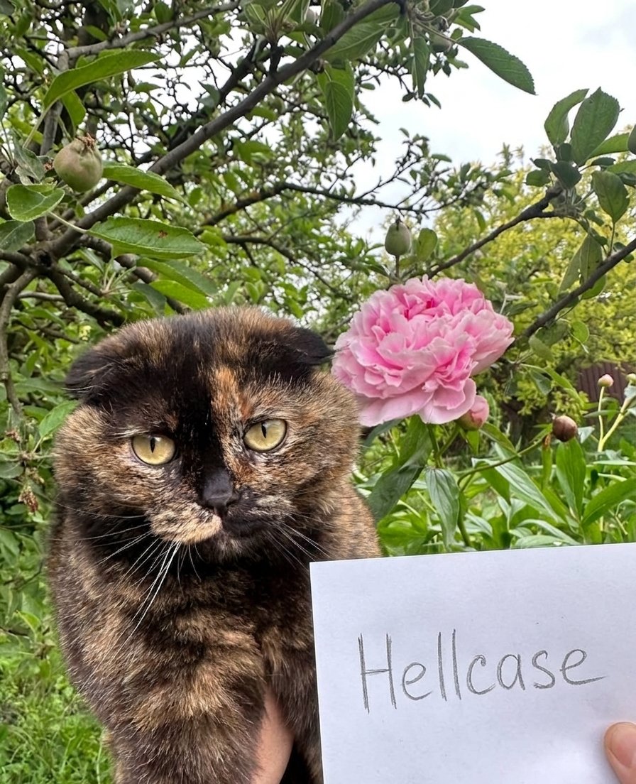 Петро Бонд tweet media