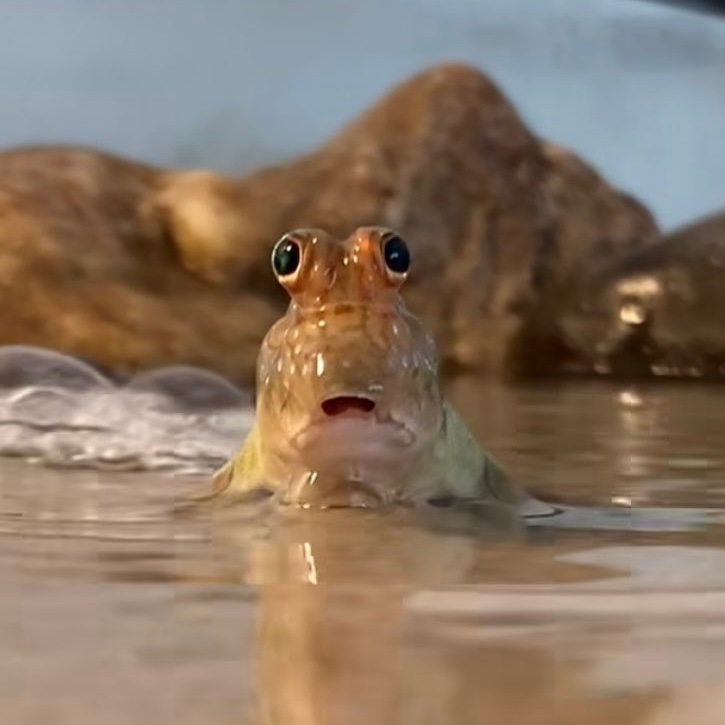 sentimental tamandua tweet media