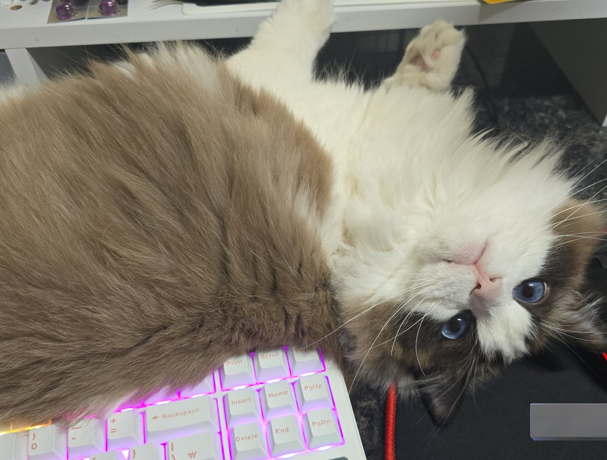 이고양이대체뭡니까..