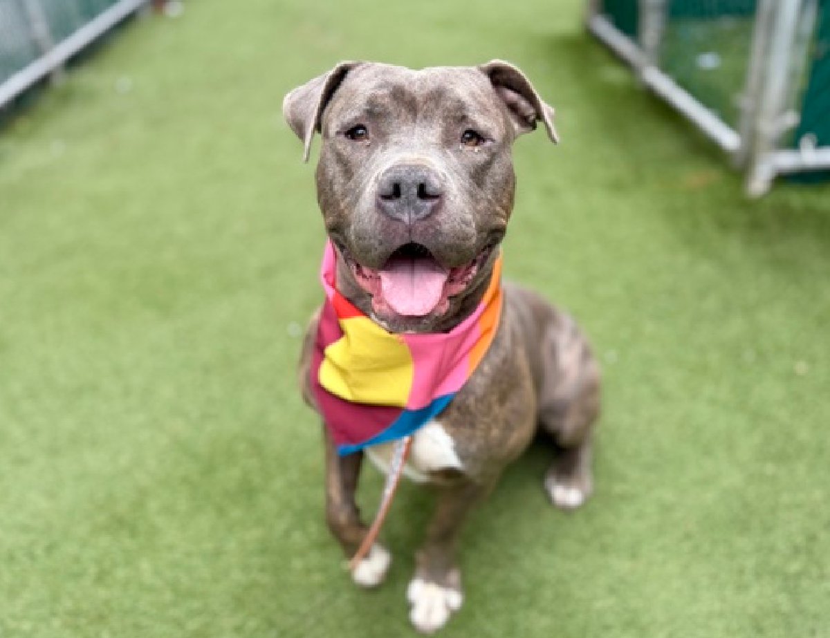 MyBoxerLuvMac1's tweet image. 💔Ashiya💔
#NYCACC #246413 2y
▪️ReListed TBK: 4/28💉 
#RescueOnly

Precious sweetie's💔, surr 4 housing issues, waiting 69 days!
Fearful w new ppl, warms quickly, tolerates handling, 
easily leashed 4 walks.
Dog reactive, lived well w cats!
Needs loving, N.East #Foster, 4