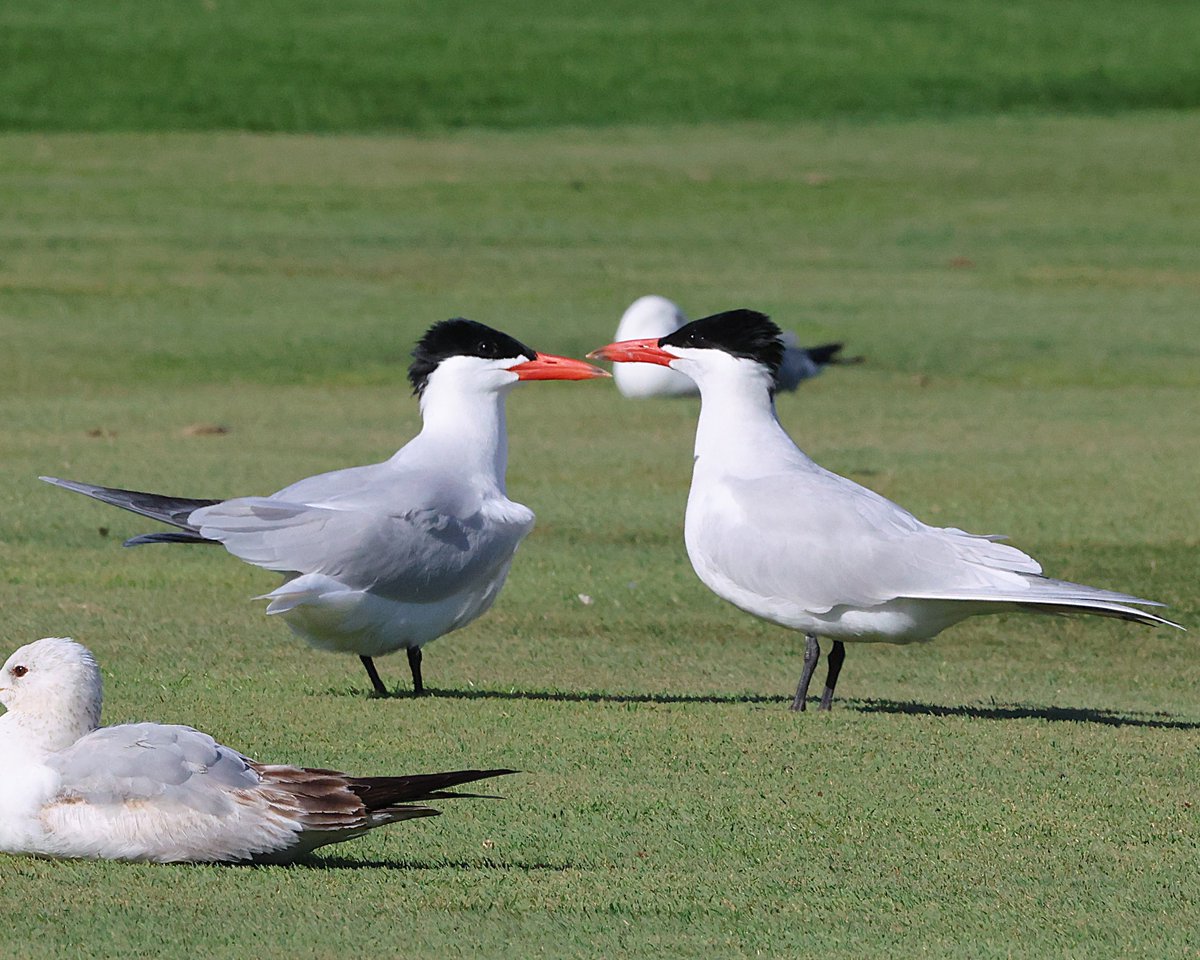 todaysbird's tweet image. Caspian tern.
(Photo courtesy of Lili Duan)
#birds #NaturePhotography #wildlife #nature