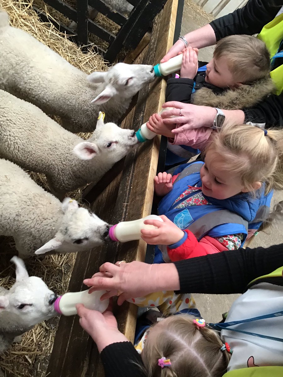 therookeries's tweet image. Reception and Nursery had such a lovely time at Swithens Farm! We fed lots of animals, including cows and lambs, went on a tractor ride, and even got to see two lambs being born. It was a really special day and the children had so much fun! #ROK #EYFS @FarmSwithens