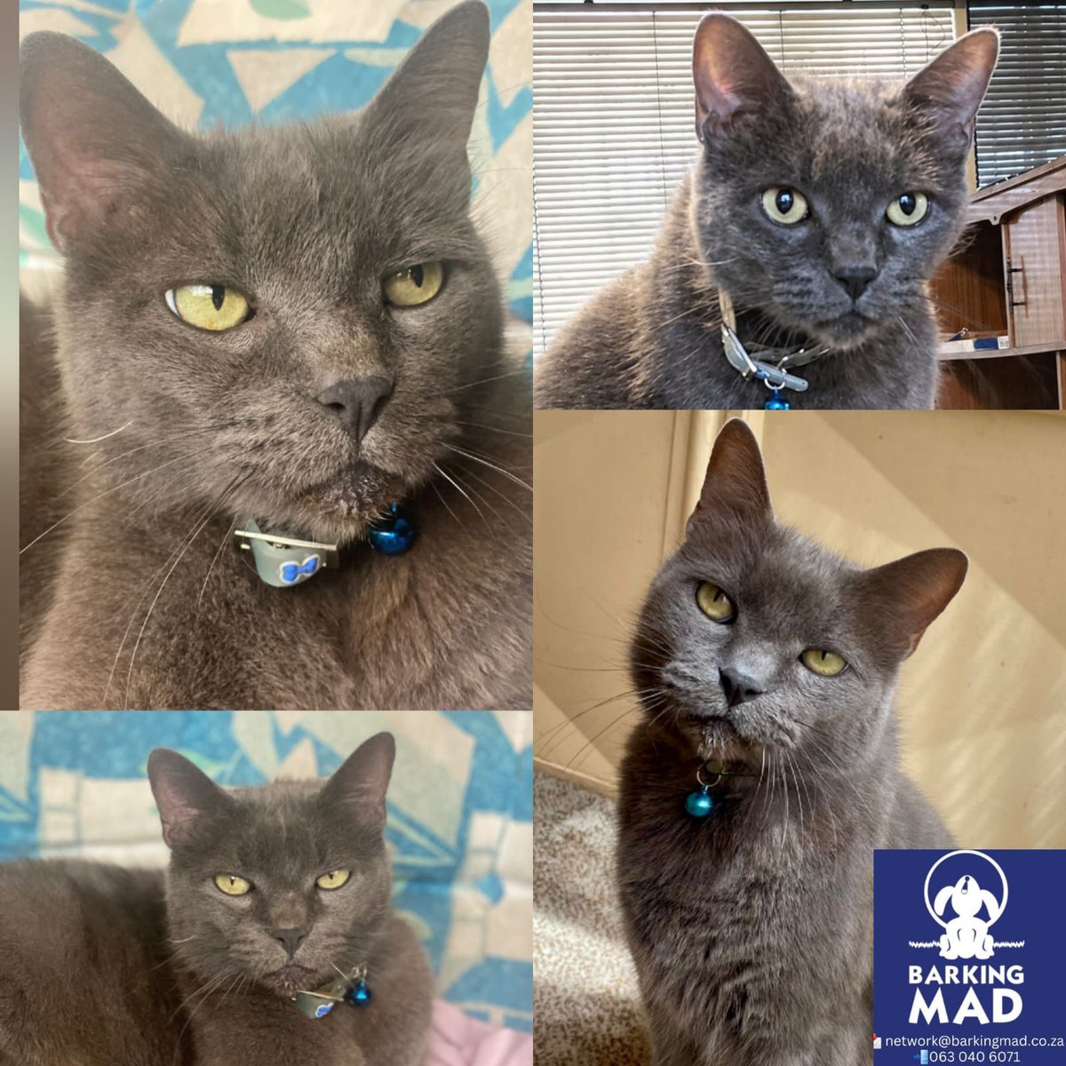 BarkingMadSA's tweet photo. 🐾 MEET WHISPER 🐾
📍 Alberton

Looking for a gentle, soulful companion to share your quiet moments? Meet Whisper… a 12-year-old Russian Blue mix with the softest heart 💙

Rescued from the streets at just 3 weeks old, Whisper has spent his life learning to love — and now he’s ready to spend his golden years in a warm, safe home 🏡✨

☀️ A true sunshine seeker, Whisper loves lounging in cozy spots — whether that’s a sunny patch outside or a comfy corner indoors
🛏️ When winter comes, he’ll sneak under the blankets for the sweetest snuggles 🥹
💕 He’s affectionate in the gentlest way — popping over for cuddles while you work or relaxing quietly by your side
🐾 A well-mannered little gentleman — he listens, respects boundaries, and just wants to be near his people
🍽️ He’ll politely remind you when it’s dinner time (because snacks are important, obviously 😋)

Whisper lives happily with other cats 🐱, dogs 🐶, and is wonderful with children — making him the perfect addition to a loving family ❤️

This special boy isn’t asking for much… just a peaceful, loving retirement home where he can feel safe, warm, and adored for the rest of his days 🥹✨

Could you be Whisper’s forever?

📲 WhatsApp text: 063 040 6071
📧 Email: network@barkingmad.co.za

https://t.co/tDqDk0Nlej