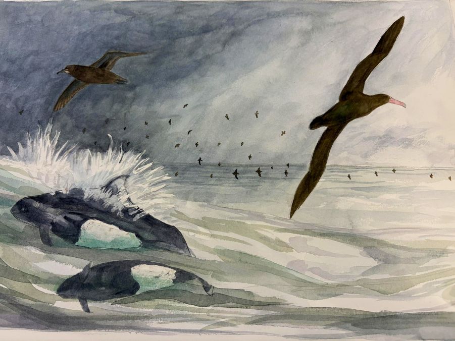 haiiromizunagi's tweet photo. いつもの所ⅠとⅡで #アホウドリ #Albatross #Phoebastria #Diomedeidae #Procellariiformes #ShortTailedAlbatross を #大人の鉛筆 を使用して #ドローイング。#水彩 で着色。今回は #イシイルカ と水飛沫と #ハシボソミズナギドリ を弄った。あと全体的なもの。これで一旦放置‥なかなか難しいよね‥ https://t.co/doI6rNGh7T
