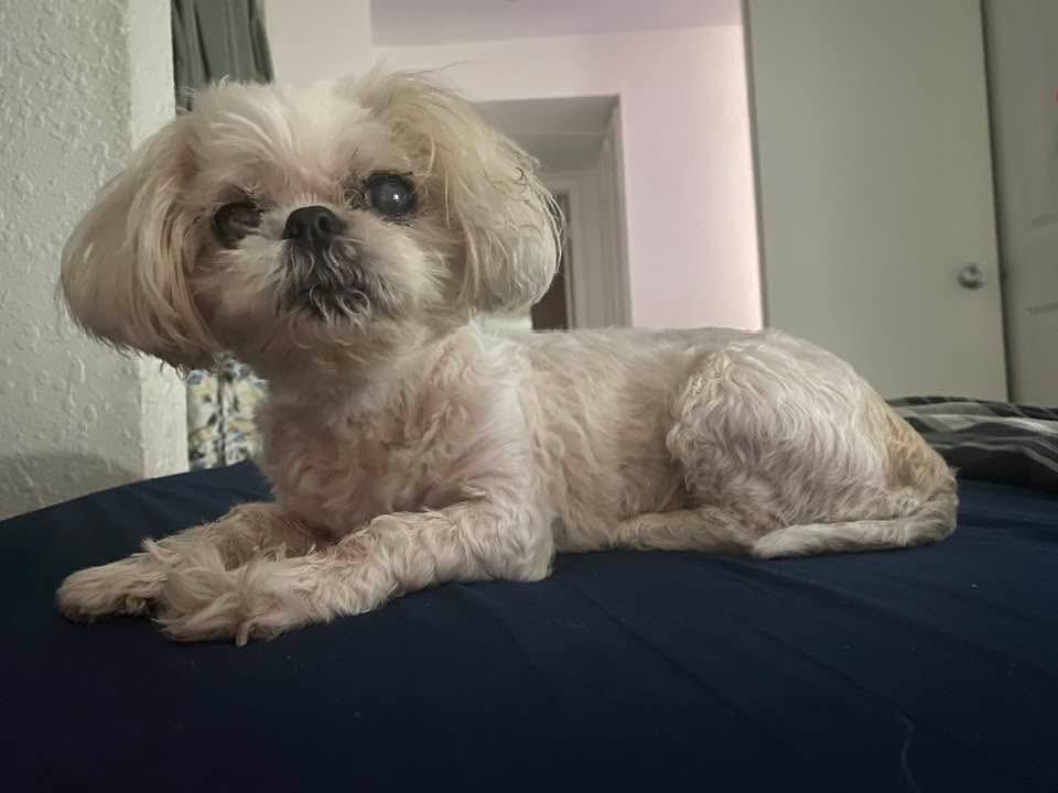 RefDaveLinton's tweet photo. It’s lonely around the house without you my COCOnut. I miss taking you for your walks in the morning and miss having to sidestep you in the middle of the night… Love You ❤️ https://t.co/7q7LSs1zVb