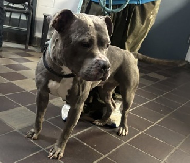 MyBoxerLuvMac1's tweet image. 💔Harrietta💔
#NYCACC #250293 3y
▪️ReListed TBK: 4/28💉
#AdoptMe 

Precious sweetie's💔, waiting @ overcrowded shelter 33 days!
Gentle, affectionate, social, solicits attn.
Here 2 long, stressed in tiny cell, pushes off wall.
Has pyoderma,alopecia  &amp;amp; in heat!
Needs loving, N.East