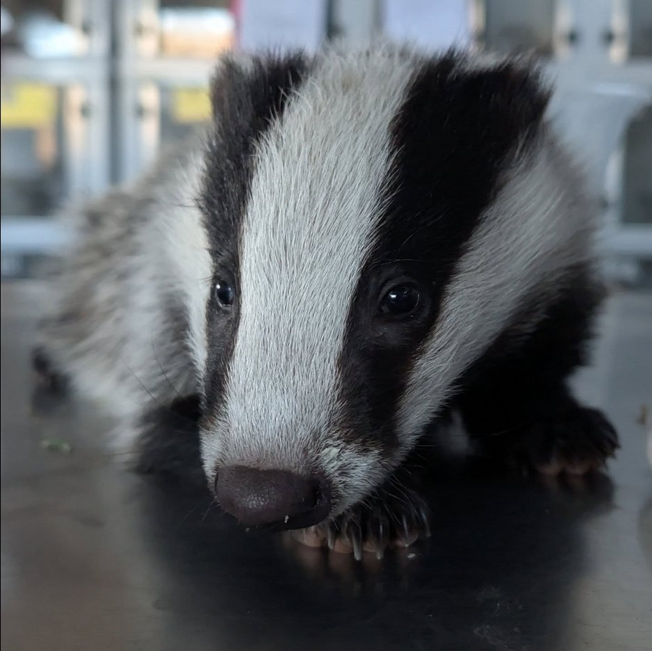 AmeleaTeckel's tweet image. "Another orphan, found collapsed, dehydrated and with some minor injuries.
 'Brian' is a different badger today, and looking so much better than when he was first picked up."
~ Yorkshire Dales #Wildlife Rescue
#badgermonday🦡#LoveBadgers❤️