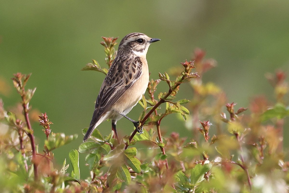 Jatty58's tweet image. A great morning down Dutton Locks with stand outs being 2 Whinchat, Wheatear, Lesser Whitethroat, 1-2 Grasshopper Warbler plus plenty of Sedge &amp;amp; Reed Warbler and Whitethroat.
@CAWOSBirding #Cheshire #Birding ⁦@Natures_Voice⁩