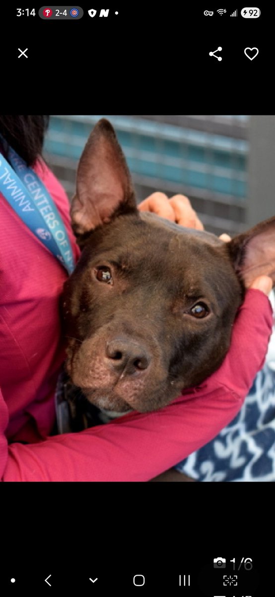 MyBoxerLuvMac1's tweet image. 💔Arlo💔
#NYCACC #227926 1y
▪️ReListed TBK: 4/28💉 
#RescueOnly

Precious, sweet baby's 💔, adopted 5/25, returned after nip when owner went 2 pick him up during a walk.
He's a puppy!
Solicits attn, social w handlers.
Active, playful, absolutely adores ppl &amp;amp; being w them!
Needs